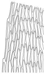 Cratoneuropsis relaxa, mid laminal cells at margin of stem leaf. Drawn from T.W.N. Beckett 471, CHR 621716, C.D. Meurk s.n., 27 Nov. 1970, CHR 481321, and T.W.N. Beckett 507, CHR 621717.
 Image: R.C. Wagstaff © Landcare Research 2014 